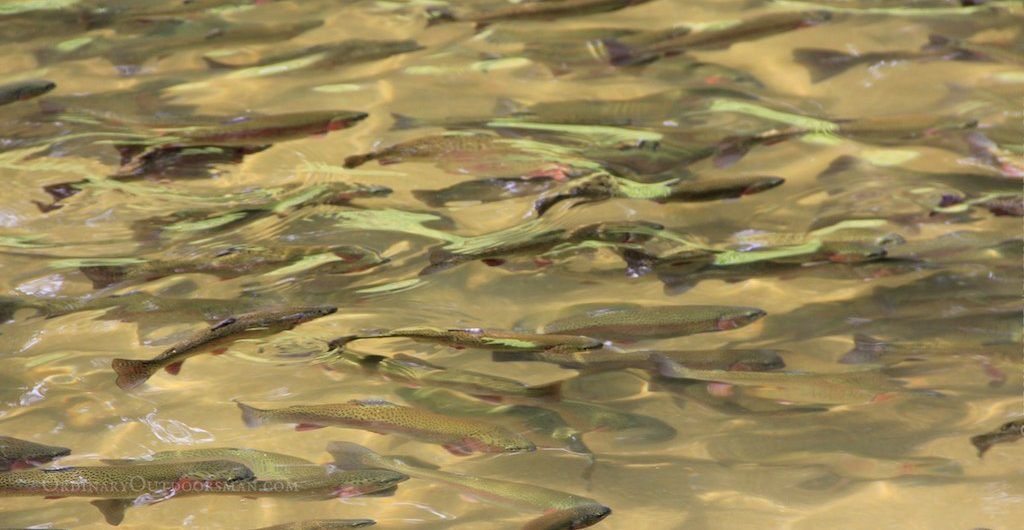 photo of rainbow trout in a hatchery pond. These will be stocked to enhance Nebraska trout fishing.