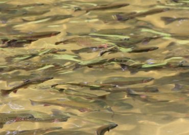 photo of rainbow trout in a hatchery pond. These will be stocked to enhance Nebraska trout fishing.