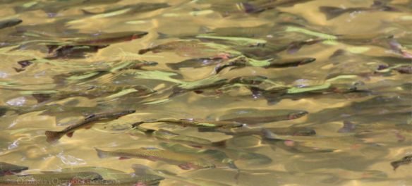 photo of rainbow trout in a hatchery pond. These will be stocked to enhance Nebraska trout fishing.