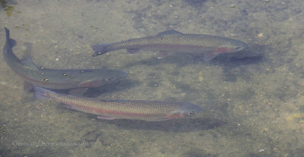 photo of trout in a stream at a fish hatchery being raised for midwest trout stocking