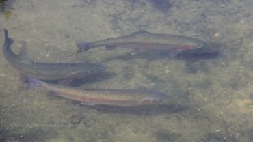 photo of trout in a stream at a fish hatchery being raised for midwest trout stocking