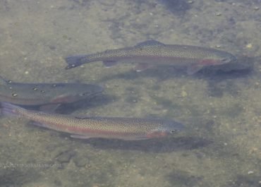 photo of trout in a stream at a fish hatchery being raised for midwest trout stocking