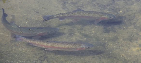 photo of trout in a stream at a fish hatchery being raised for midwest trout stocking