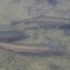 photo of trout in a stream at a fish hatchery being raised for midwest trout stocking