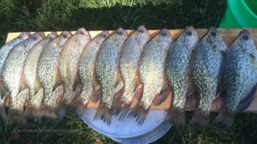 photo of 12 crappie ready to be filleted for post about how to Catch More Crappie