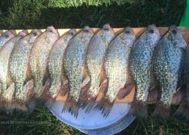 photo of 12 crappie ready to be filleted for post about how to Catch More Crappie