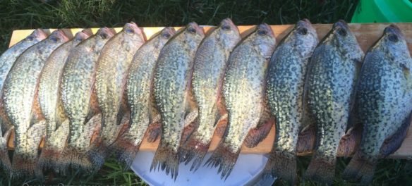 photo of 12 crappie ready to be filleted for post about how to Catch More Crappie