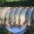 photo of 12 crappie ready to be filleted for post about how to Catch More Crappie